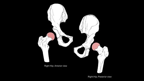 Hip joint structure and actions