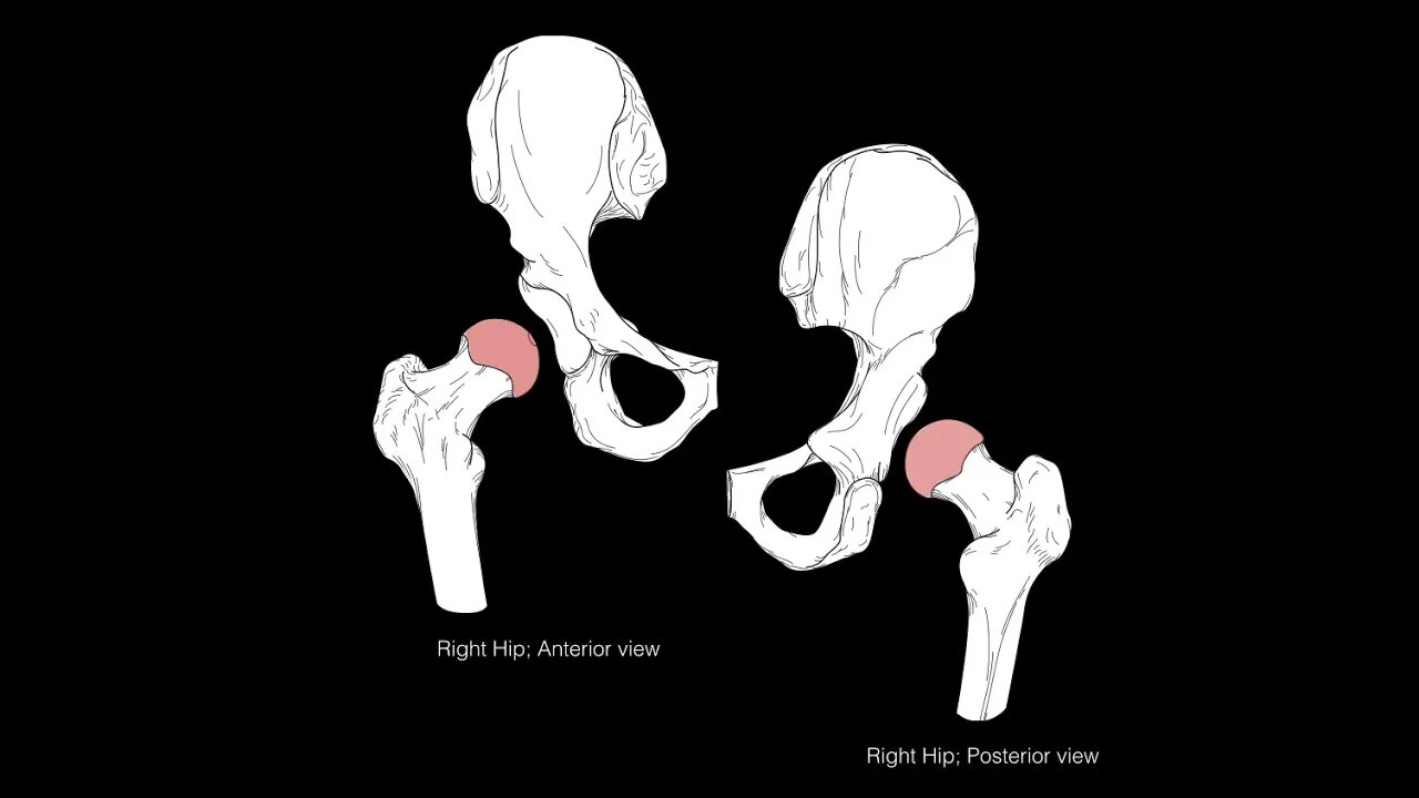 Hip joint structure and actions