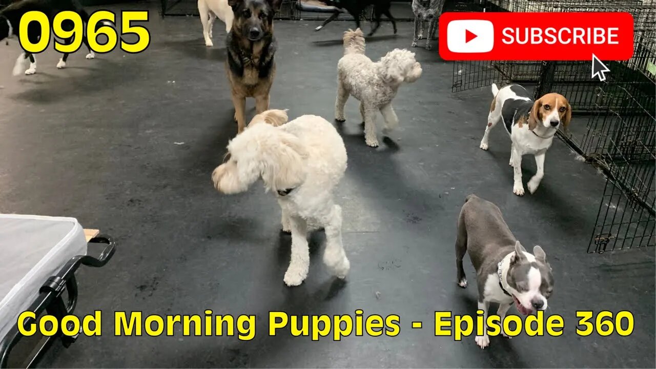 [0965] GOOD MORNING PUPPIES - EPISODE 360 [#dogs #doggos #doggos #puppies #dogdaycare]