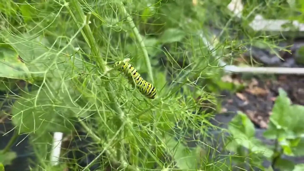 A Caterpillar I Never Kill in My Garden even Though it Eats my Fennel