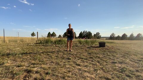 “Mame's Garden" Benefits of Caragana