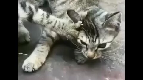 🐈 cat funny 😂 moments