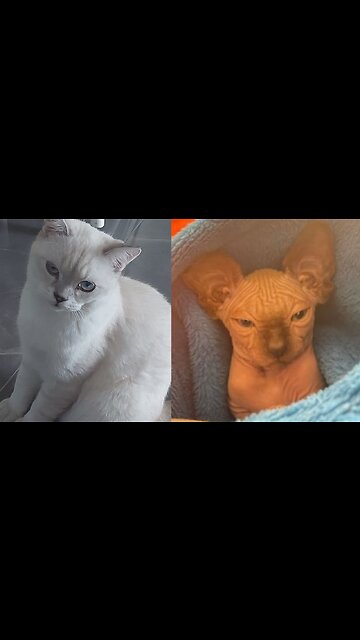 let's get acquainted.Mars and Bald