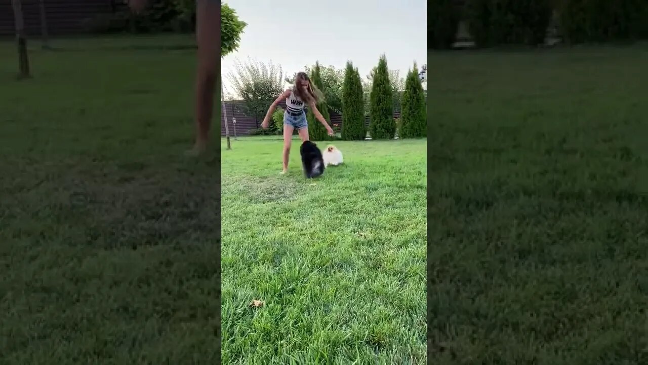 A Girl Playing with Her Dogs #shorts #dog #cat