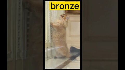 Cats let's see who comes next