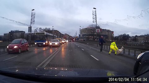 Swan casually strolls down busy road causing traffic jam