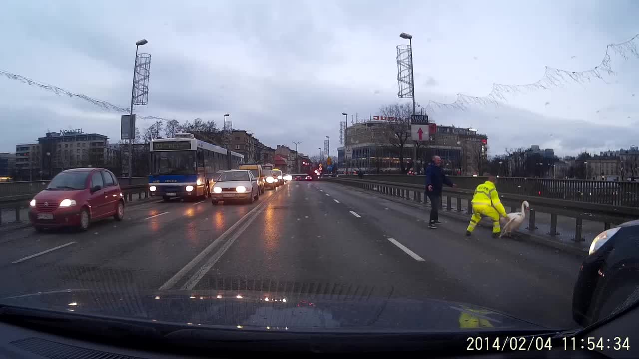 Swan casually strolls down busy road causing traffic jam