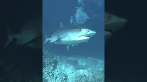 Video Meme Shark Spook