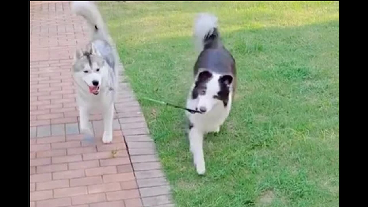 Border Collie VS Husky