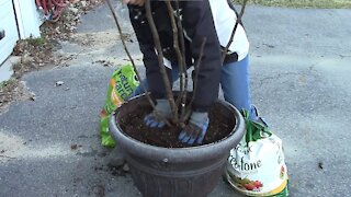 Saving My Chicago Hardy Fig Tree + Winter Carrot Harvest