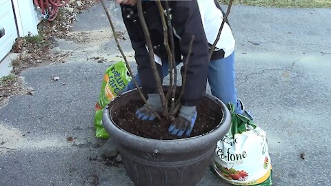 Saving My Chicago Hardy Fig Tree + Winter Carrot Harvest