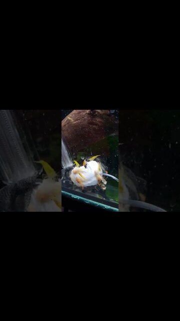 Bristlenose Catfish and Yellow Cherry Shrimp eating button Mushroom - Hit Subscribe for more Videos