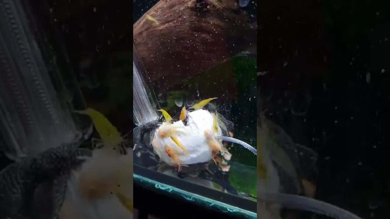 Bristlenose Catfish and Yellow Cherry Shrimp eating button Mushroom - Hit Subscribe for more Videos