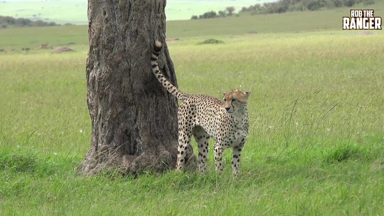 Male Cheetah Marking Territory In Kenya's Maasai Mara | Zebra Plains