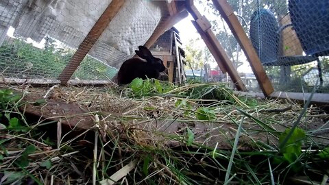 Wilma the rabbit in the triangle hutch