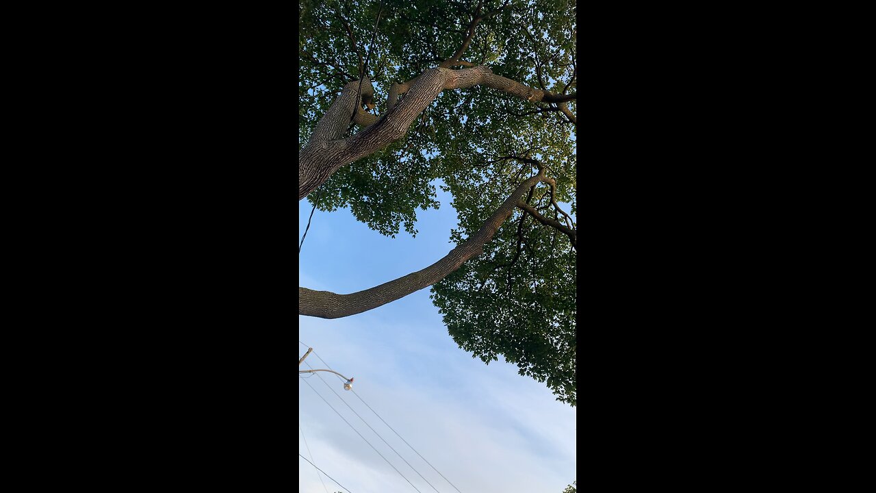 Squirrel Takes My Bun For Himself