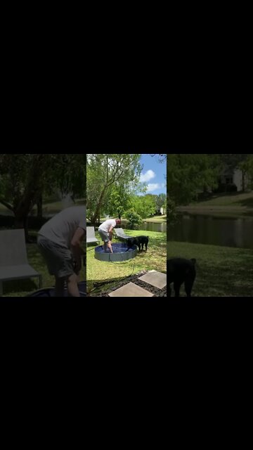 Rottweiler getting into the pool for the first time