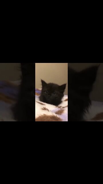 cute cat baby /#short #funnyvideo #cuteanimals