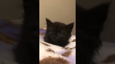 cute cat baby /#short #funnyvideo #cuteanimals