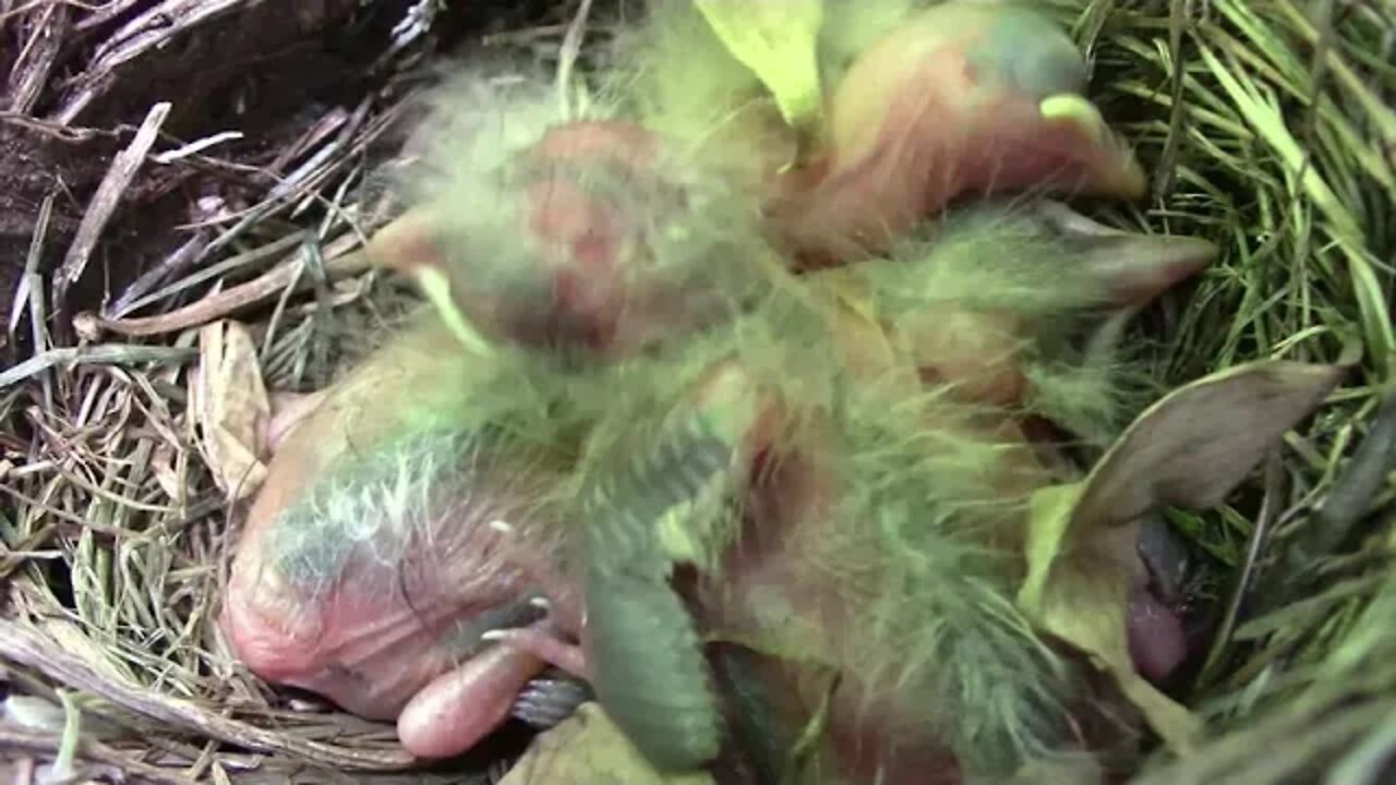 Baby Robin Development Day 1 through 14 🍍