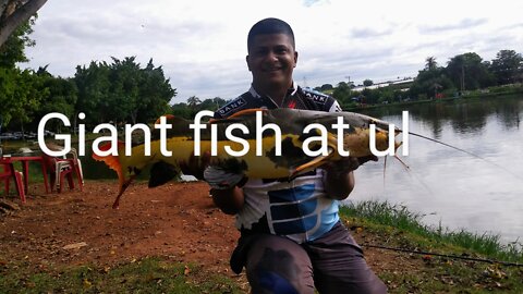 GIANT FISH CATCHED IN ULTRA LIGHT!