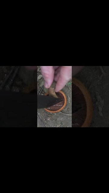 Peak Mushroom Season! Indigo Milk Cap, Chanterelles, Chicken of the woods, Boletes