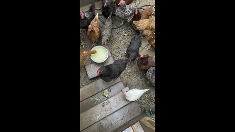 #chickens enjoyed #whey from the #cheesemaking process. #rawmilk #homestead