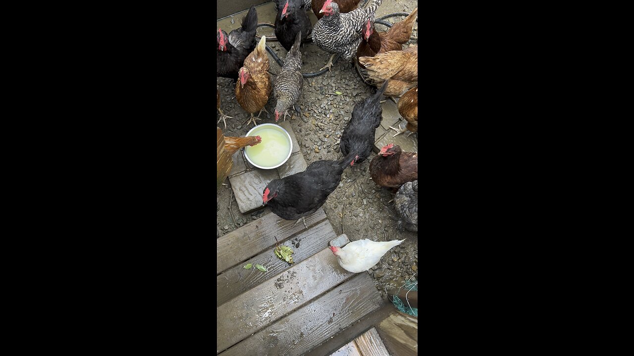 #chickens enjoyed #whey from the #cheesemaking process. #rawmilk #homestead