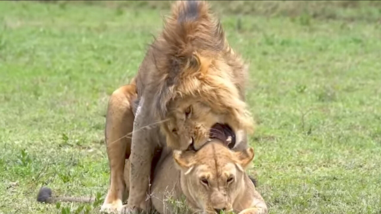 Big Battle Of Lion vs King Cobra | Lion Attacks Wild Animal in African