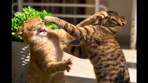 funny cat and dog videos try not to laugh impossible#fighting cats