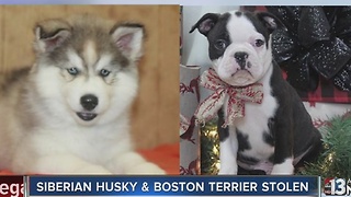 Two puppies stolen from Henderson pet store