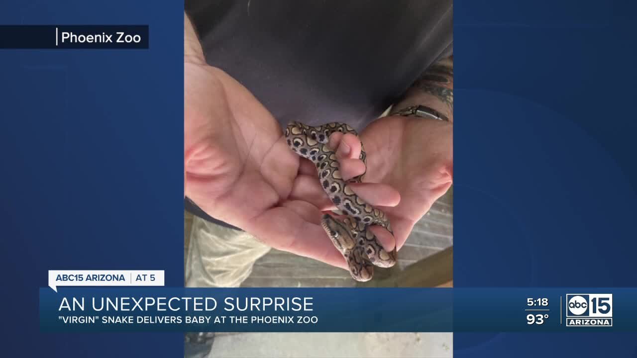 "Virgin" snake delivers baby at Phoenix Zoo