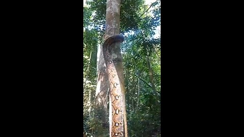 That’s how a snake goes up the tree 😳🔥🤔🔥🔥