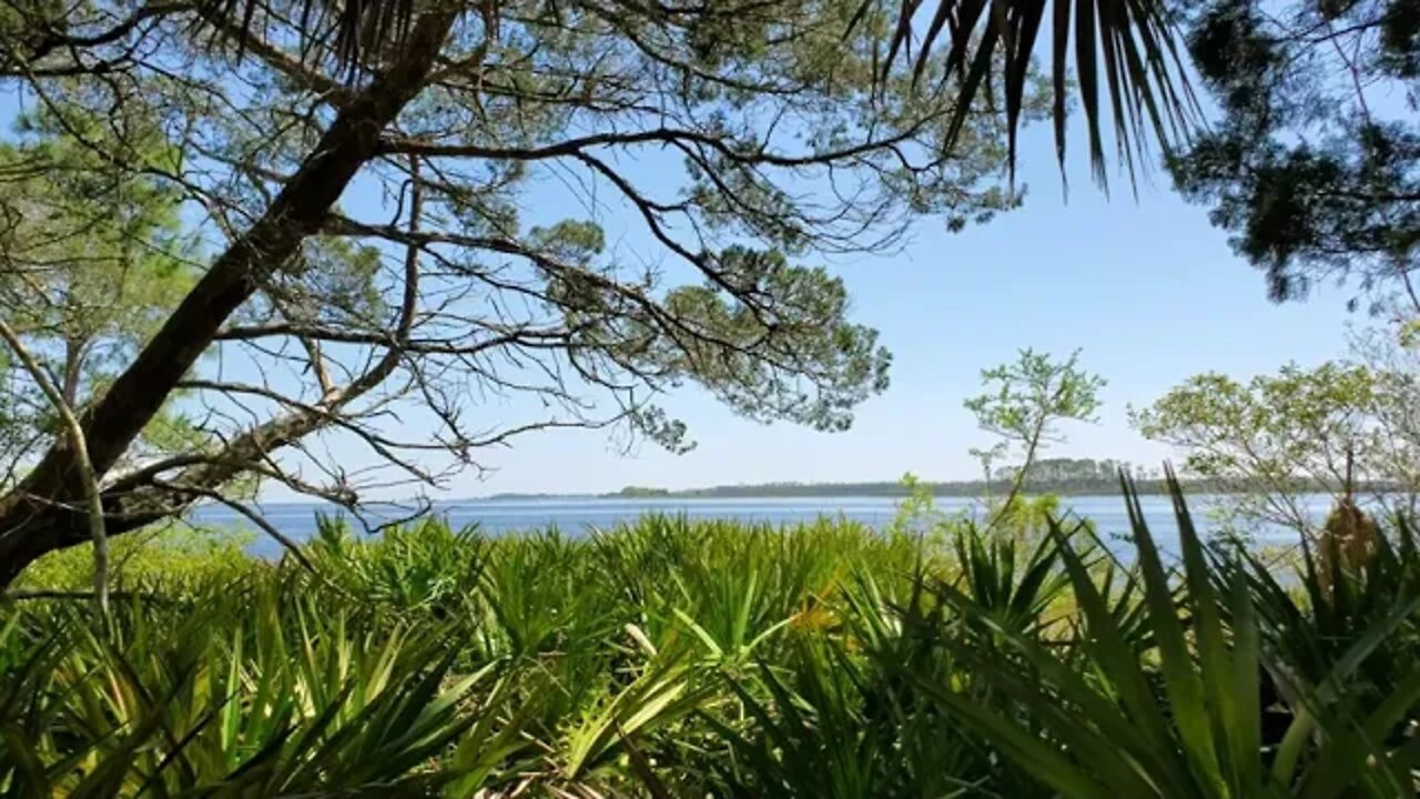 Apalachee Bay Late Afternoon through Palmettos