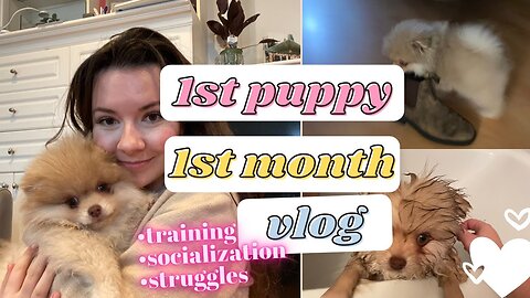 I Thought I Was Going to Lose My Mind!! First month with our new Pomeranian puppy