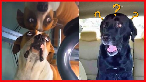 Super Funny Dogs Will Make You Laugh All Day #2 😂