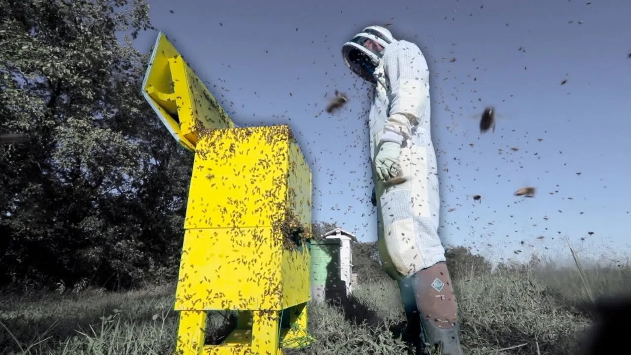 The day I destroyed the yellow hive.