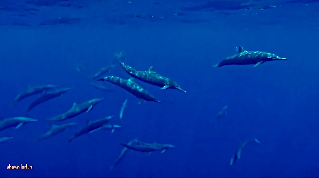 Blue babbles and bubbles and poop with Dolphins.