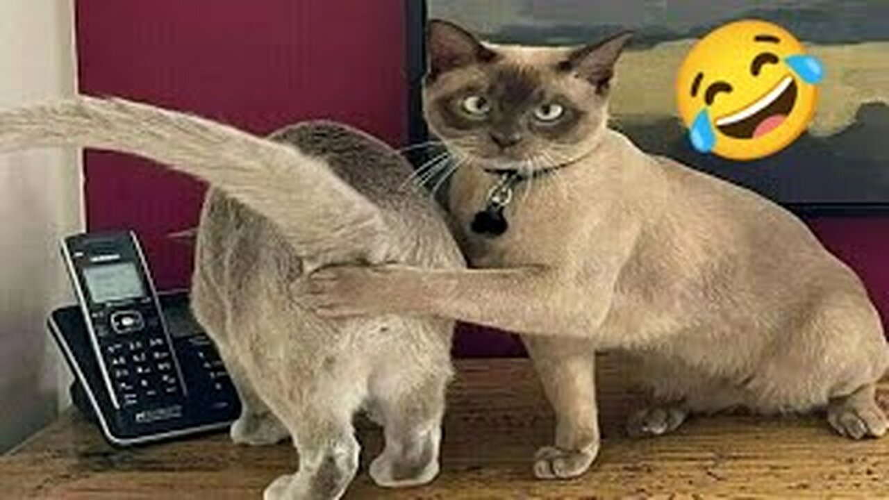 Funny and Cute Cat Videos Compilation