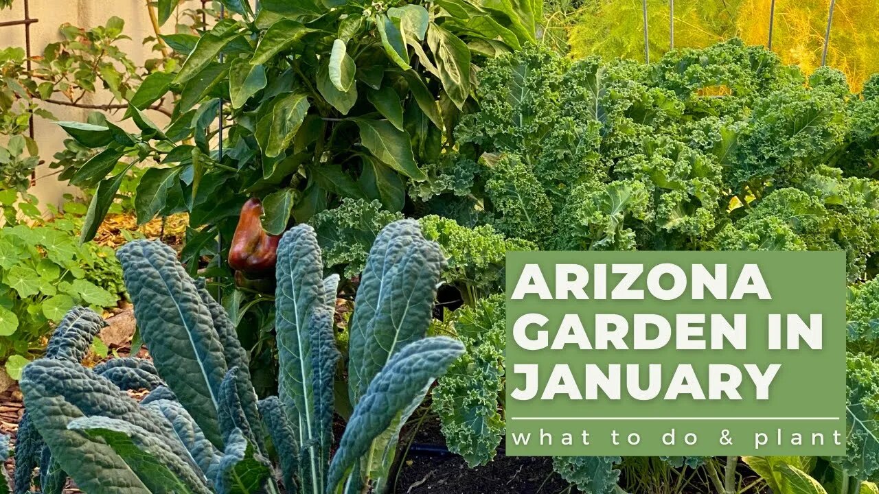 ARIZONA GARDEN in JANUARY: What TO DO & PLANT