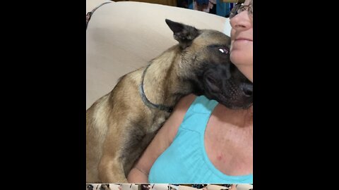 Malinois dog wants in owners face too