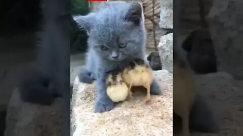 cute cat videos 😹 funny videos 😂 1185 😻#shorts #shortsfunny #cutecat #catvideos #cats #catscare