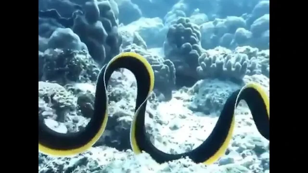 Witnessed Ribbon Eel