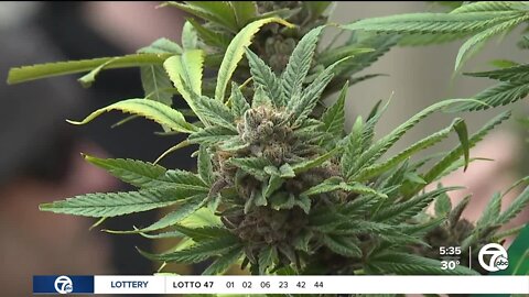 Detroit recreational marijuana ordinance in effect