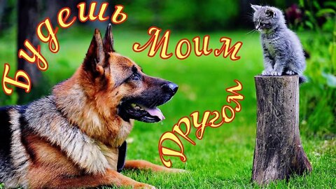 Смешные Животные 1 Funny animals Юмор