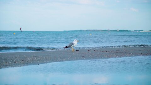 Bird Seagull Sea - FLY WITH ME