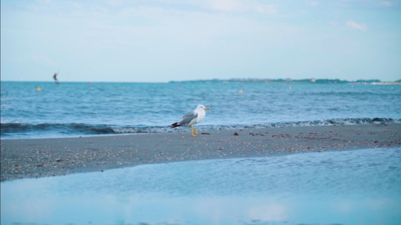 Bird Seagull Sea - FLY WITH ME