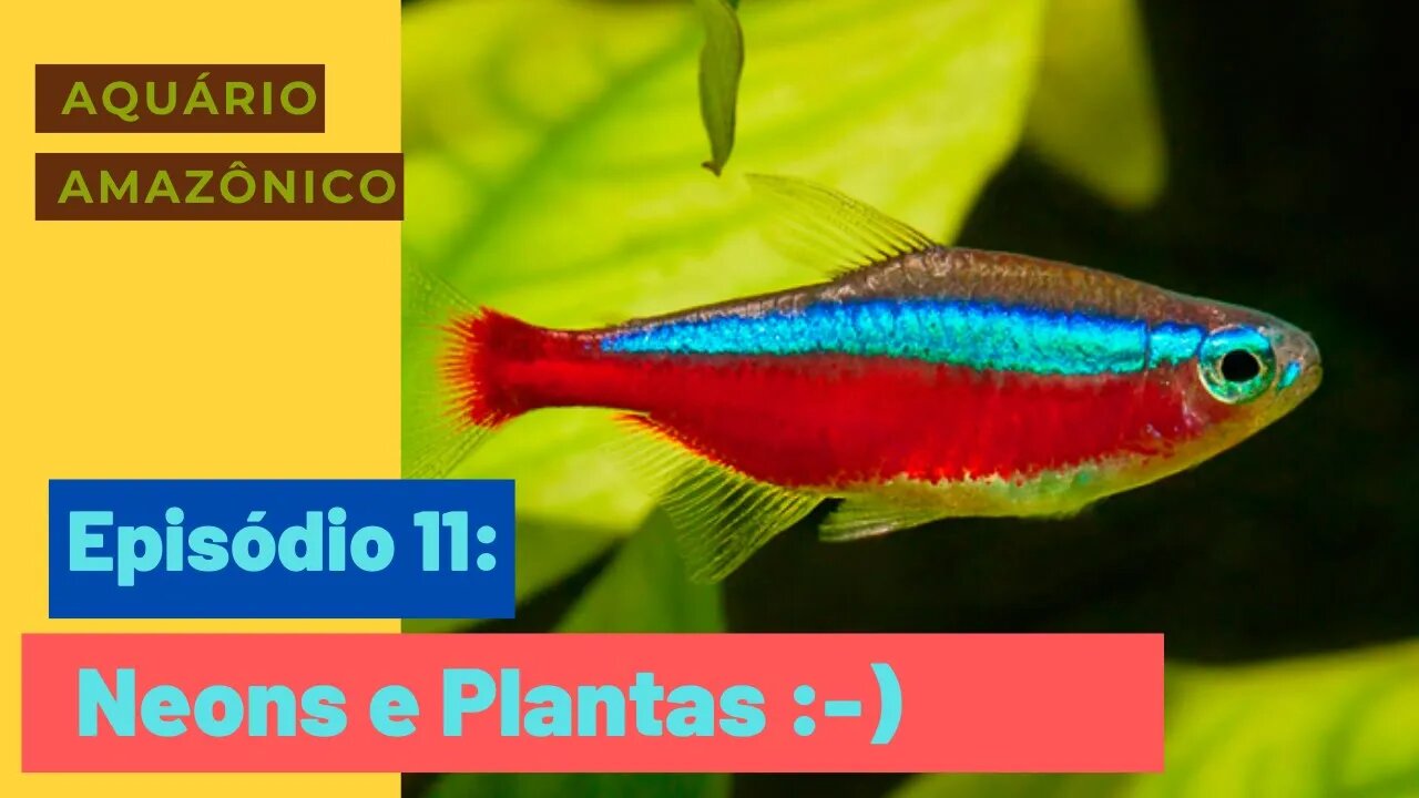 🔴 Tetra Neon Cardinal (Paracheirodon Axelrodi) e Plantas Novas