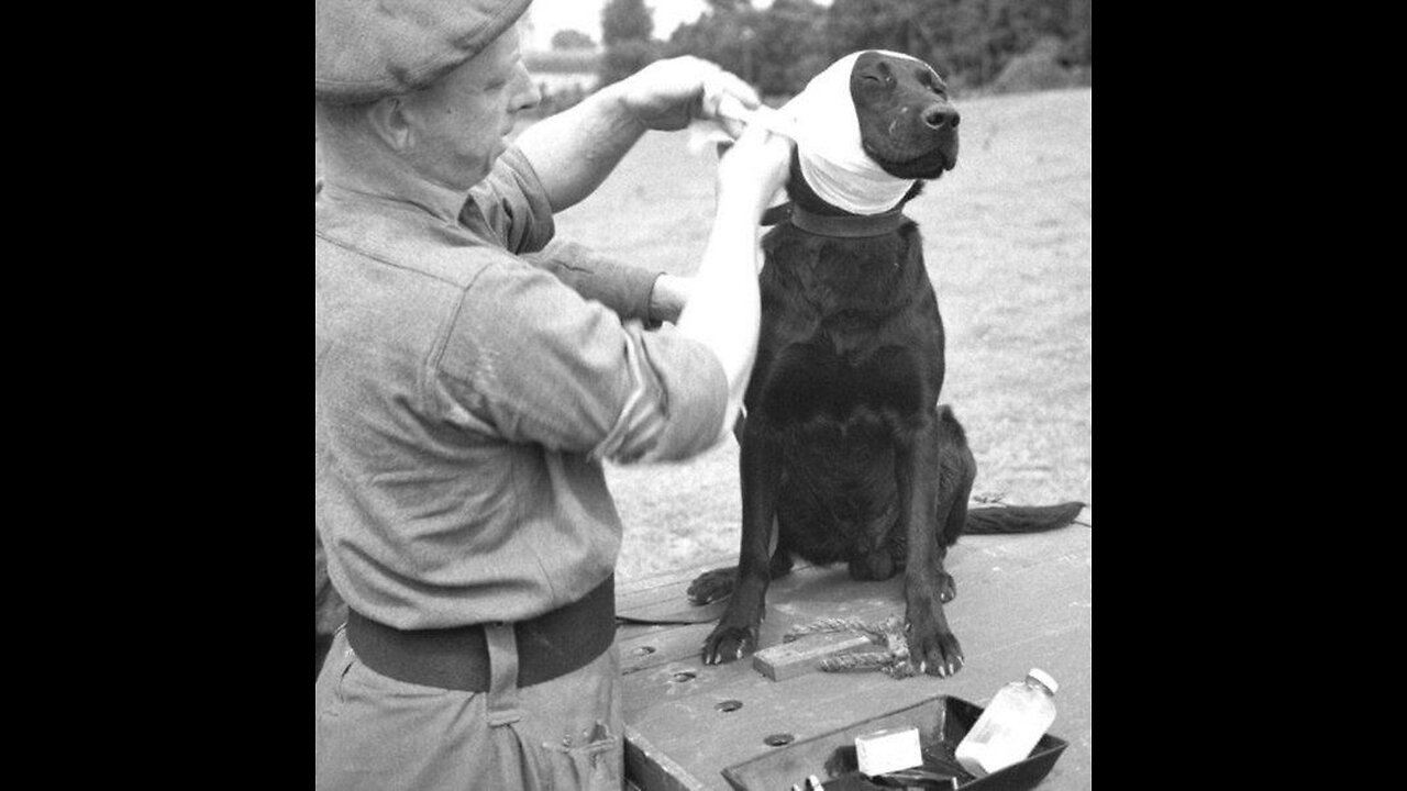 Dressing a wounded army minion dog, 1944.