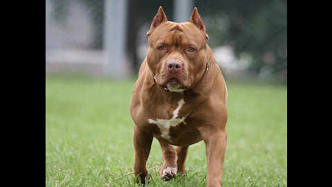 best pitbull in the world